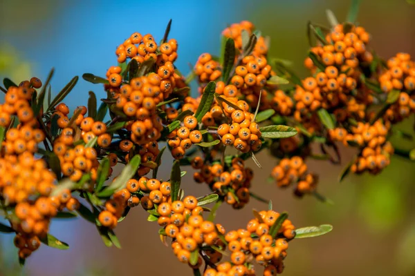 Pyracantha coccinea. berries on a branch — Stock Photo, Image