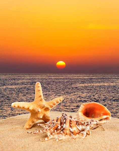 Sea shell on sandy beach at sunset — Stock Photo, Image
