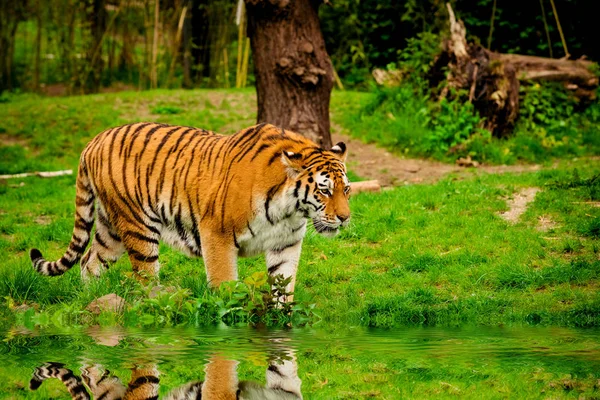 숲에 있는 호랑이. 타이거 초상화 — 스톡 사진