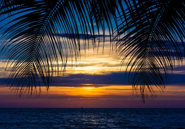 Silhouette de palmiers sur plage tropicale coucher de soleil — Photo