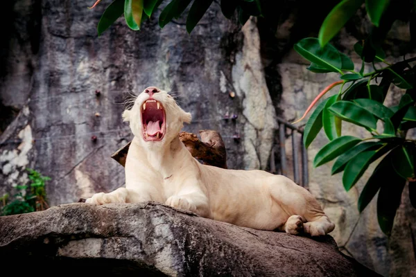 Női fehér oroszlán. Fehér liones — Stock Fotó