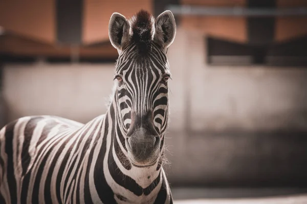 Zebra portre kadar kapatın — Stok fotoğraf
