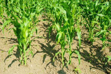 Genç Mısır alan tarım alanı