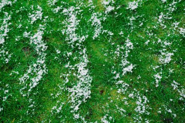 kapalı alan çimenlerde kar