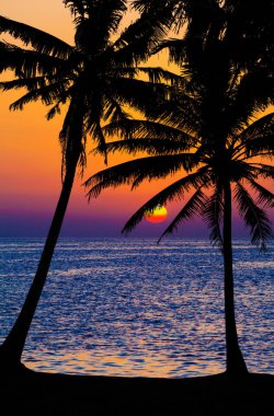 Palmiye ağaçları siluet gün batımında. günbatımı ve plaj. Güzel güneş