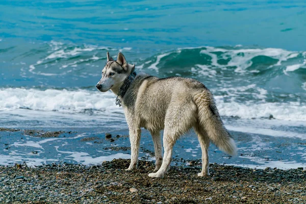 Kutya a strandon. Szibériai husky — Stock Fotó