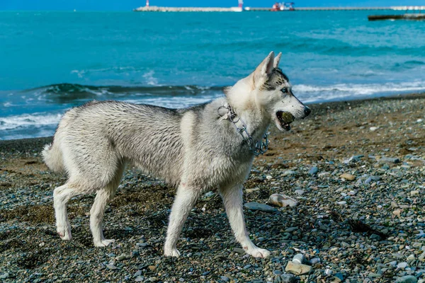 Cão na praia. Casca siberiana — Fotografia de Stock