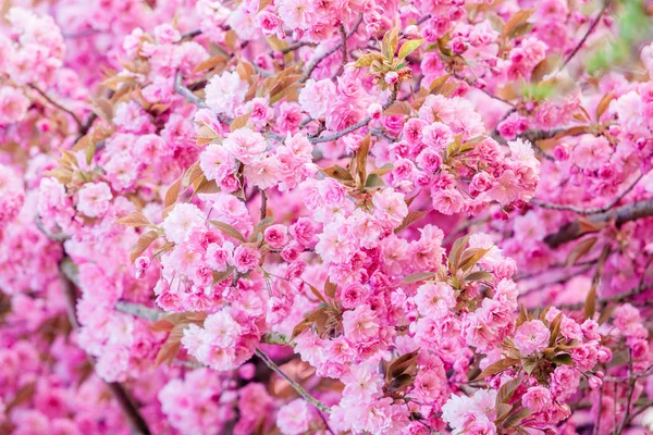 Natura piękne sceny z kwitnące drzewo. Wiosenne kwiaty. Sterow — Zdjęcie stockowe