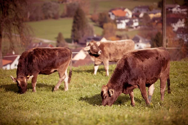 Krowa na pastwisku lato. krowy w polu — Zdjęcie stockowe