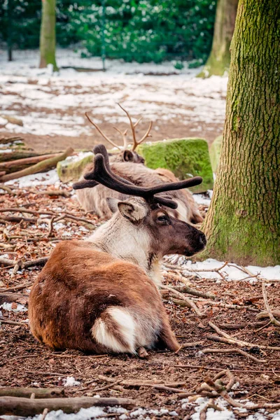 Ren geyiği. Ormanda yalan geyik — Stok fotoğraf