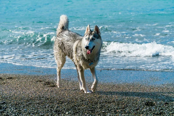 Huskies en una playa —  Fotos de Stock