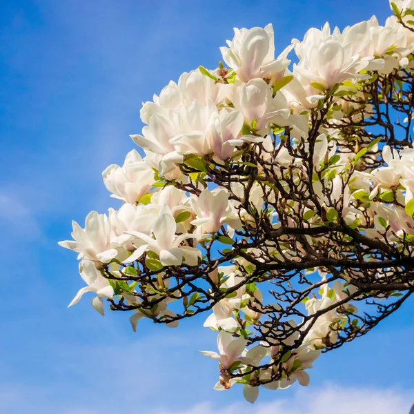 Magnolie. Blumen. blühende Bäume — Stockfoto