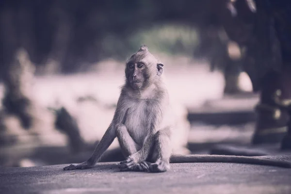 Portrait of  brown macaque monkey sitting on  road — Stock Photo, Image