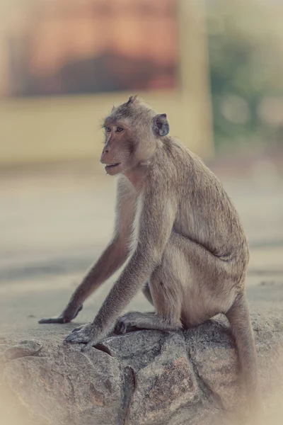 Monkey portrait. monkey sitting on the stone — Stock Photo, Image