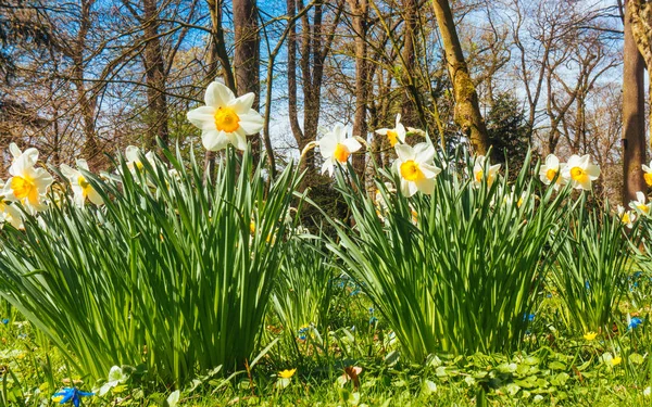 Narcissus groving from the green grass — Stock Photo, Image