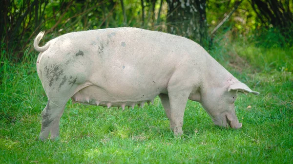 Varken portret. Varken op de boerderij varken — Stockfoto