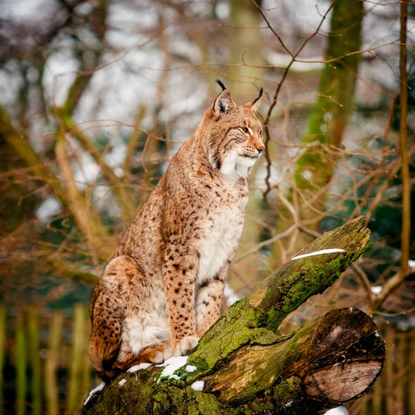 Retrato de lince na floresta — Fotografia de Stock