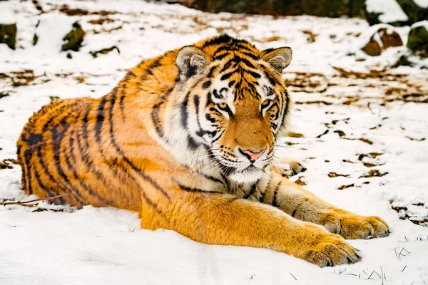 겨울에 호랑이의 초상화 — 스톡 사진