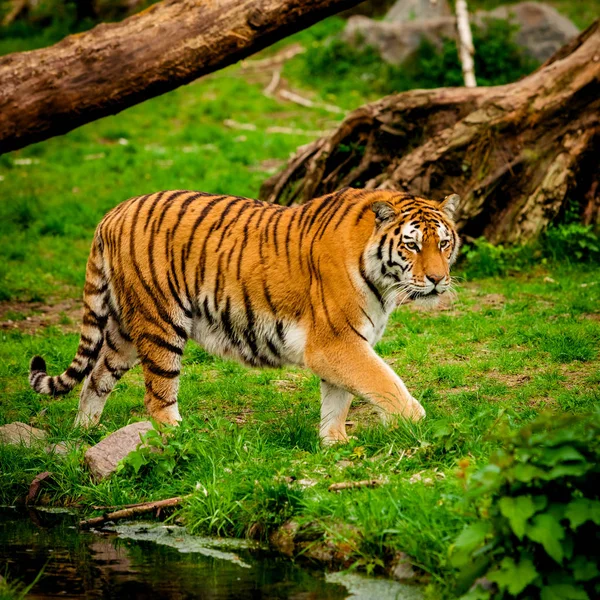 Tigre en el bosque. Retrato de tigre —  Fotos de Stock