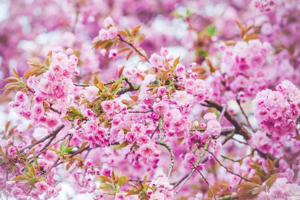 Pink flowers. colorful background with pink floral — Stock Photo, Image