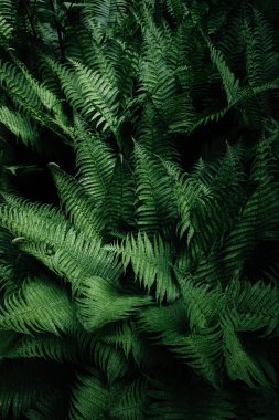 Tropik yapraklar. Çiçek tasarım arka planı.