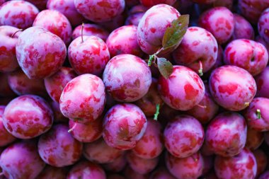 arka plan olarak taze mavi Erik