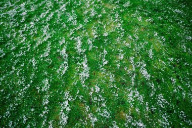 Karların altındaki çimenler