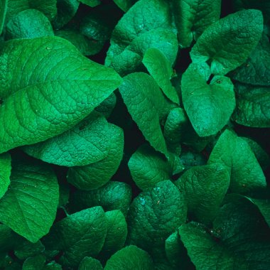 Yeşil yaprakları. Doğa kavramı