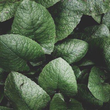 arka plan doku bırakır. yeşil yaprak