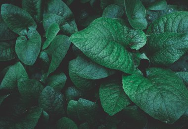 arka plan doku bırakır. yeşil yaprak