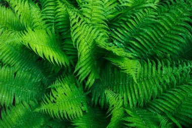 Beautyful eğreltiotu yaprakları. Tropikal Fern çalılar