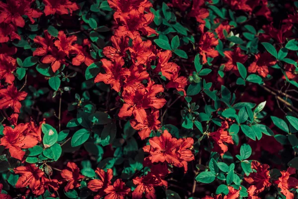 Όμορφο φόντο με κόκκινα λουλούδια — Φωτογραφία Αρχείου