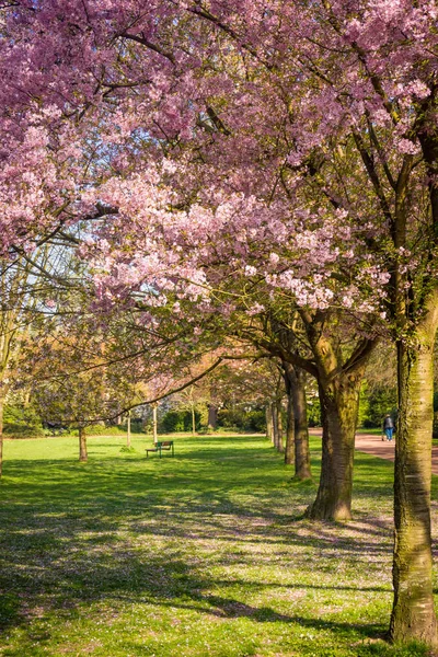 Kersenboom bloesem. Prachtige natuur scène met bloeiende boom — Stockfoto