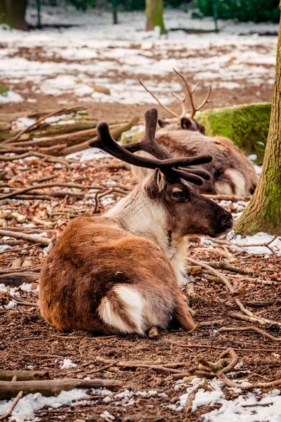 Ren geyiği. Ormanda yalan geyik — Stok fotoğraf