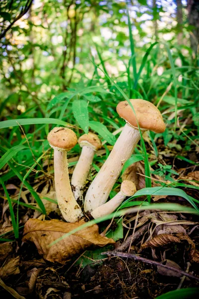 Agaric mantar tatlım. yenilebilir mantar — Stok fotoğraf