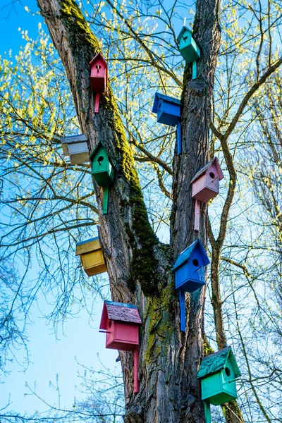 Деревянный птичий домик. красочные гнездовые ящики на дереве — стоковое фото