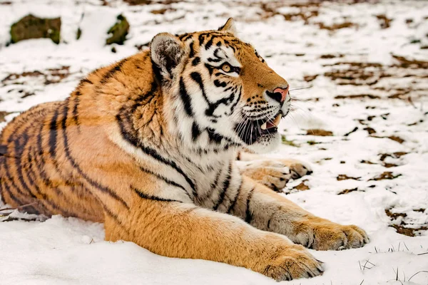 Télen a tigris portré — Stock Fotó