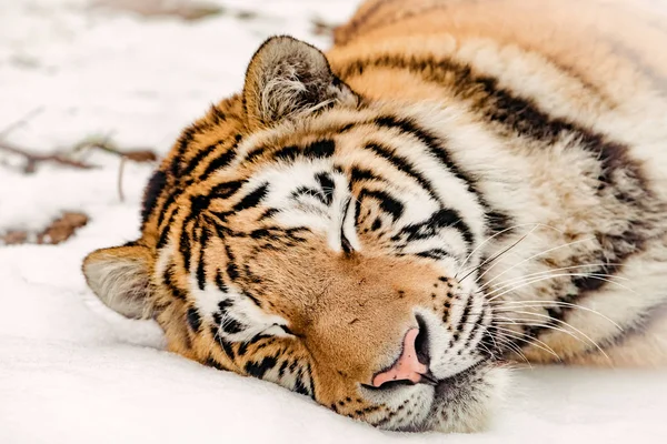 Retrato do Tigre no inverno — Fotografia de Stock