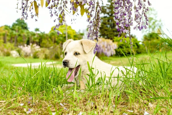 Beyaz köpek yavrusu. güneşli bir günde dışarıda köpek yavrusu — Stok fotoğraf