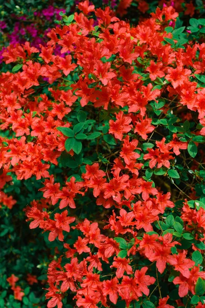 Arbusto rojo azalea en el jardín — Foto de Stock