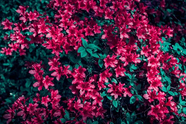 Червоний кущ азалії в саду — стокове фото
