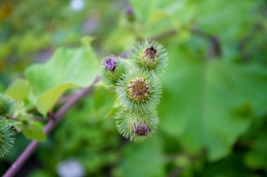 Çiçekli Büyük Burdock. Arctium lappa  