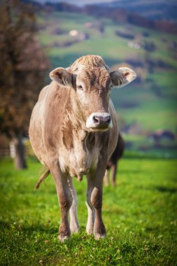 Otlaktaki genç ve güzel inek. Çayırdaki inek.