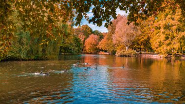 Sonbahar manzarası güzel renkli ağaçlar 