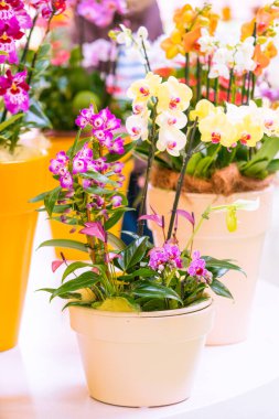 güzel Phalaenopsis orkide çiçekleri. güzel çiçekler