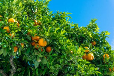 Olgun meyveli Mandarin ağacı. Portakal ağacı. Ripen mandalinalar 