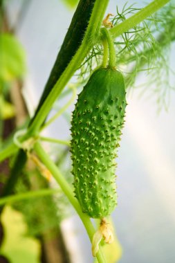 Genç taze organik salatalık bahçede büyüyen