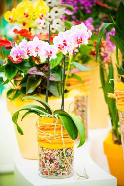 Tencere güzel tropikal orkide çiçek