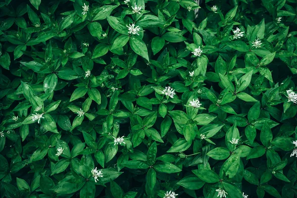 Fundo da natureza. folhas verdes. folha verde abstrata — Fotografia de Stock
