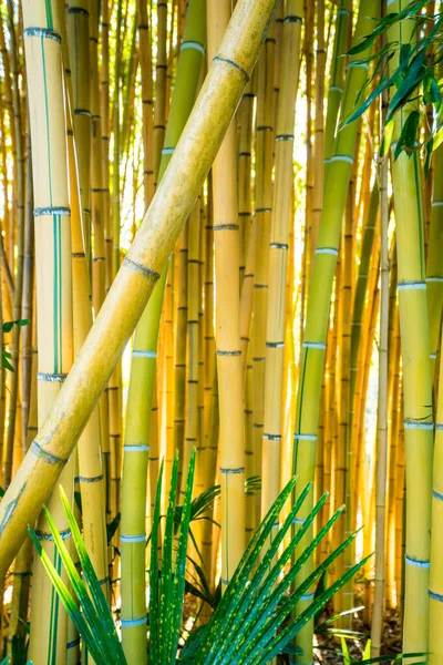 竹林。自然背景。竹厂 — 图库照片